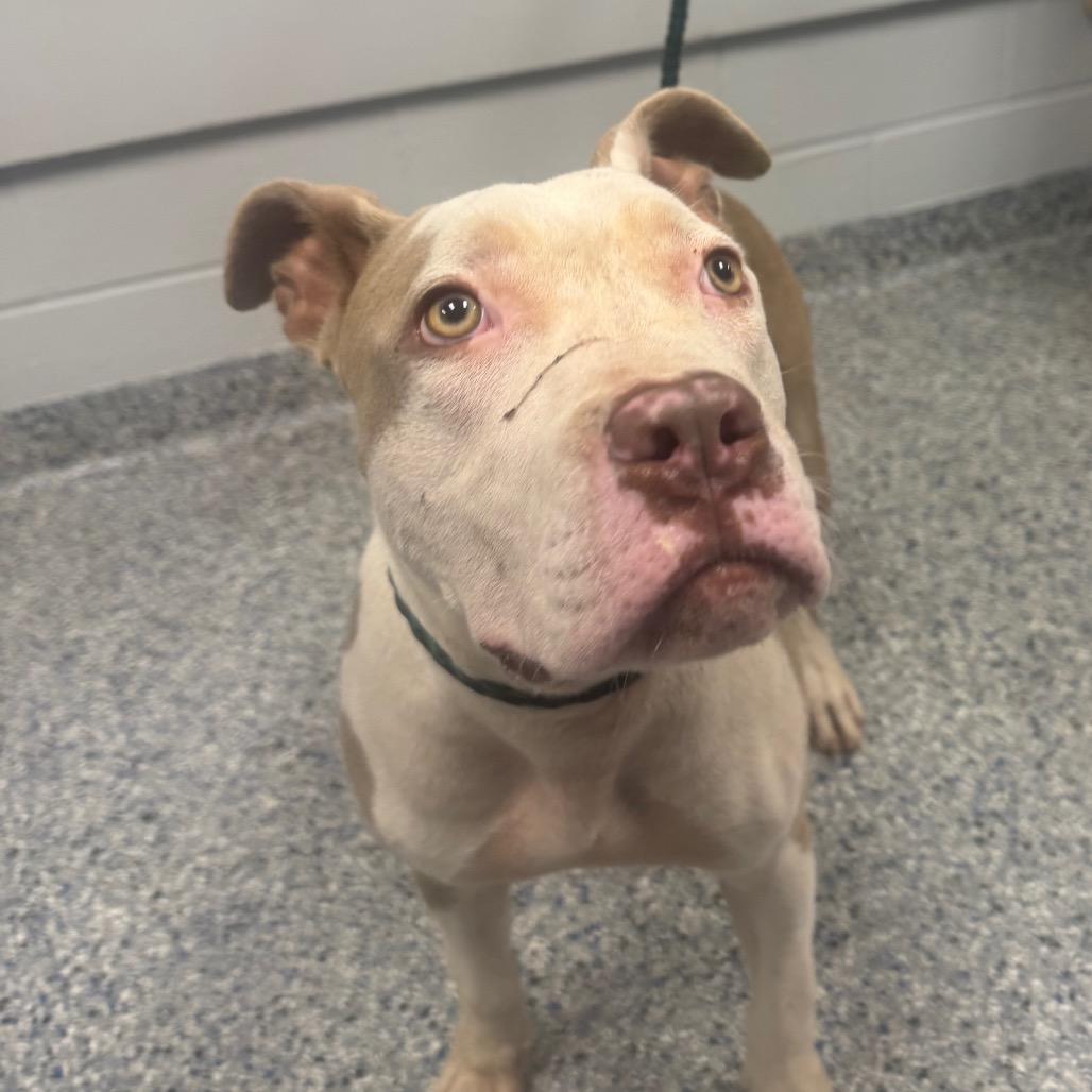 Enlarge Gucci, a Adoptable Mixed Breed in Greenville, SC image 2/3