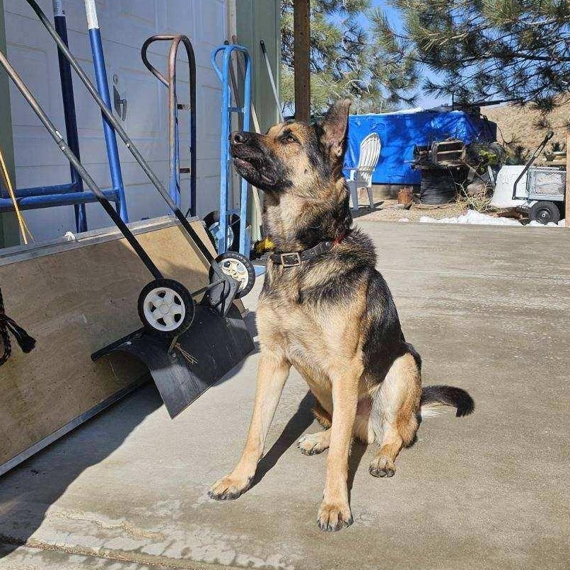 Rocky, a Adoptable mixed breed in Hesperia, CA image 1/5