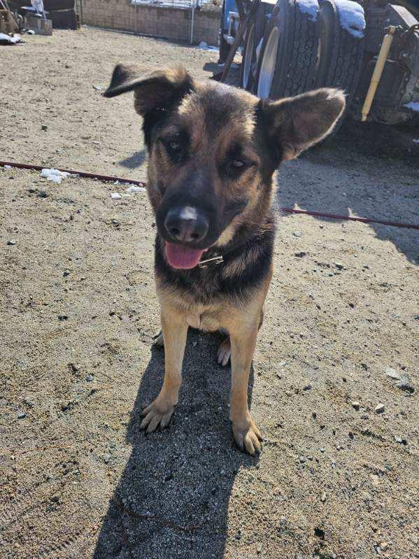 Rocky, a Adoptable mixed breed in Hesperia, CA image 2/5