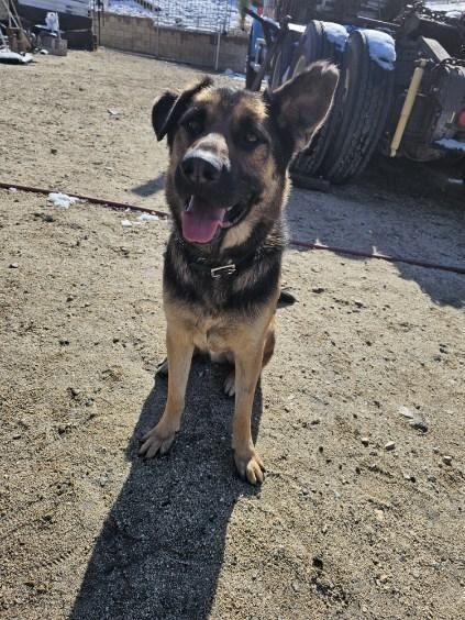 Rocky, a Adoptable mixed breed in Hesperia, CA image 3/5