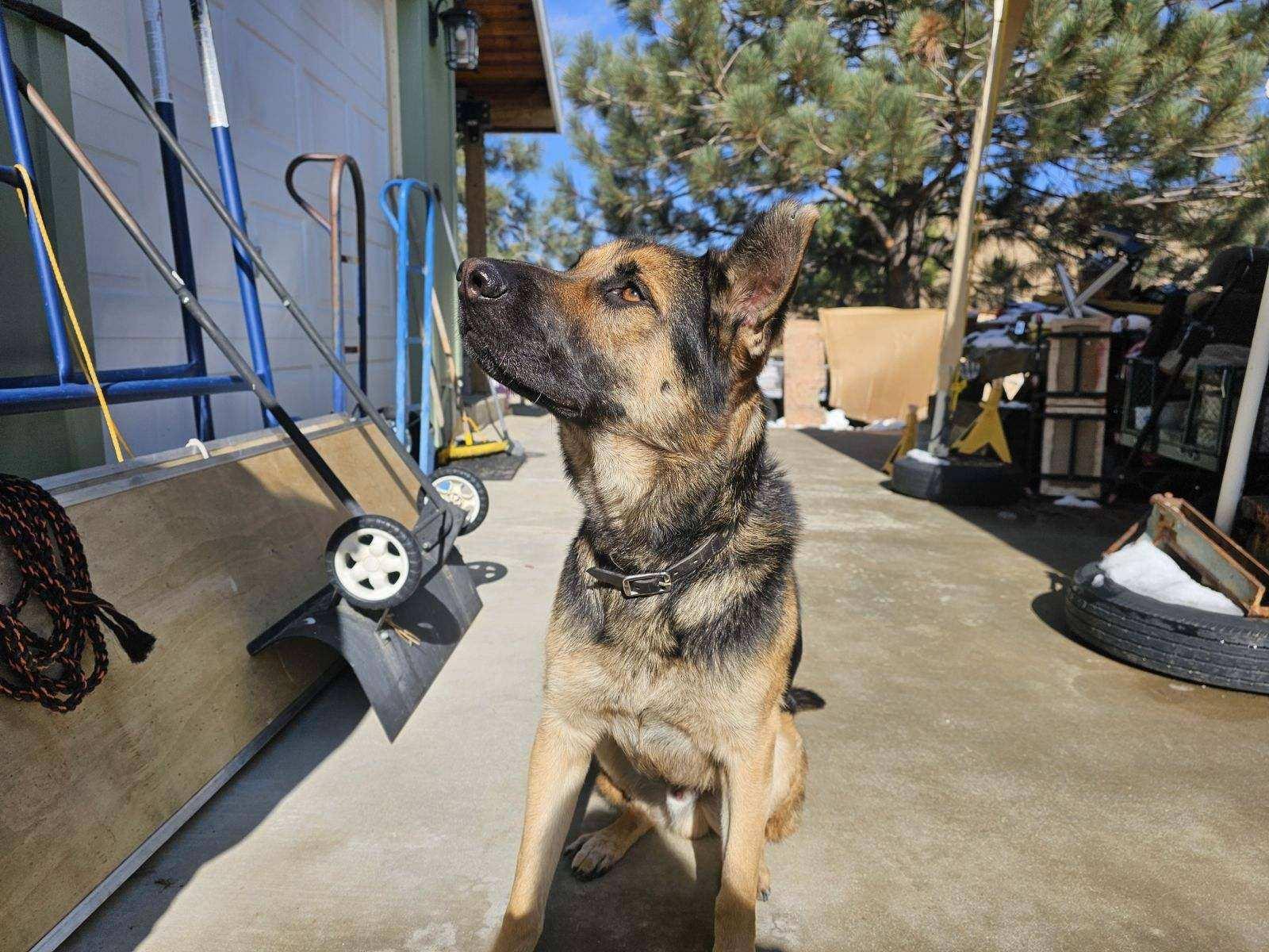 Rocky, a Adoptable mixed breed in Hesperia, CA image 4/5