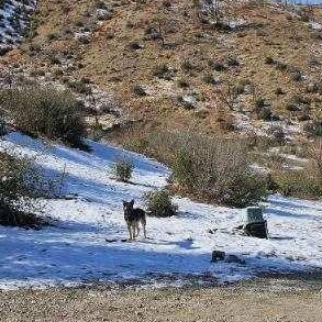 Rocky, a Adoptable mixed breed in Hesperia, CA image 5/5