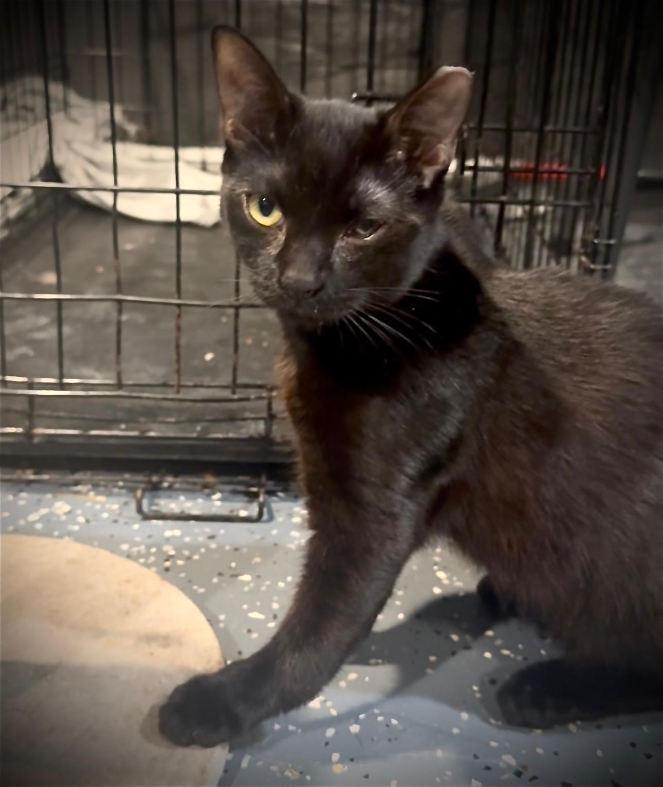 Enlarge Zulu, a Adoptable Domestic Short Hair in Jersey City, NJ image 1/2