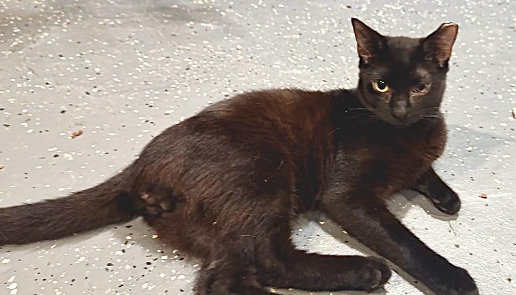 Zulu, a Adoptable Domestic Short Hair in Jersey City, NJ image 1/2