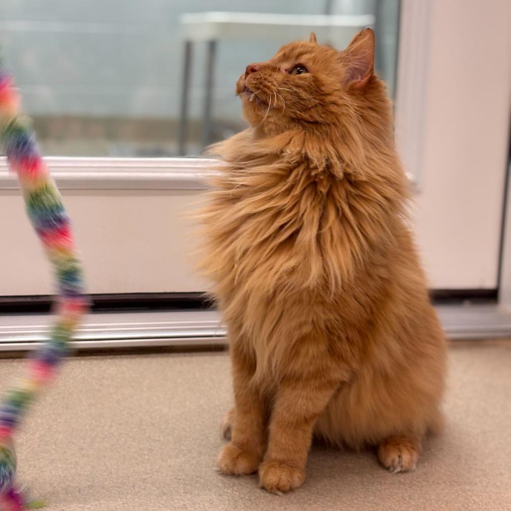 Mickey (Bonded to Roger), Adoptable, Senior Male Domestic Long Hair.