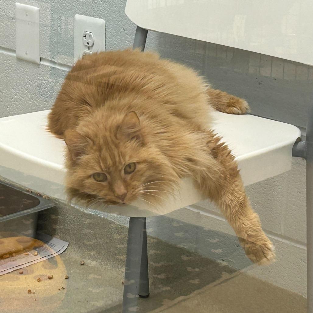 Enlarge Mickey (Bonded to Roger), a Adoptable Domestic Long Hair in Marshall, VA image 2/6