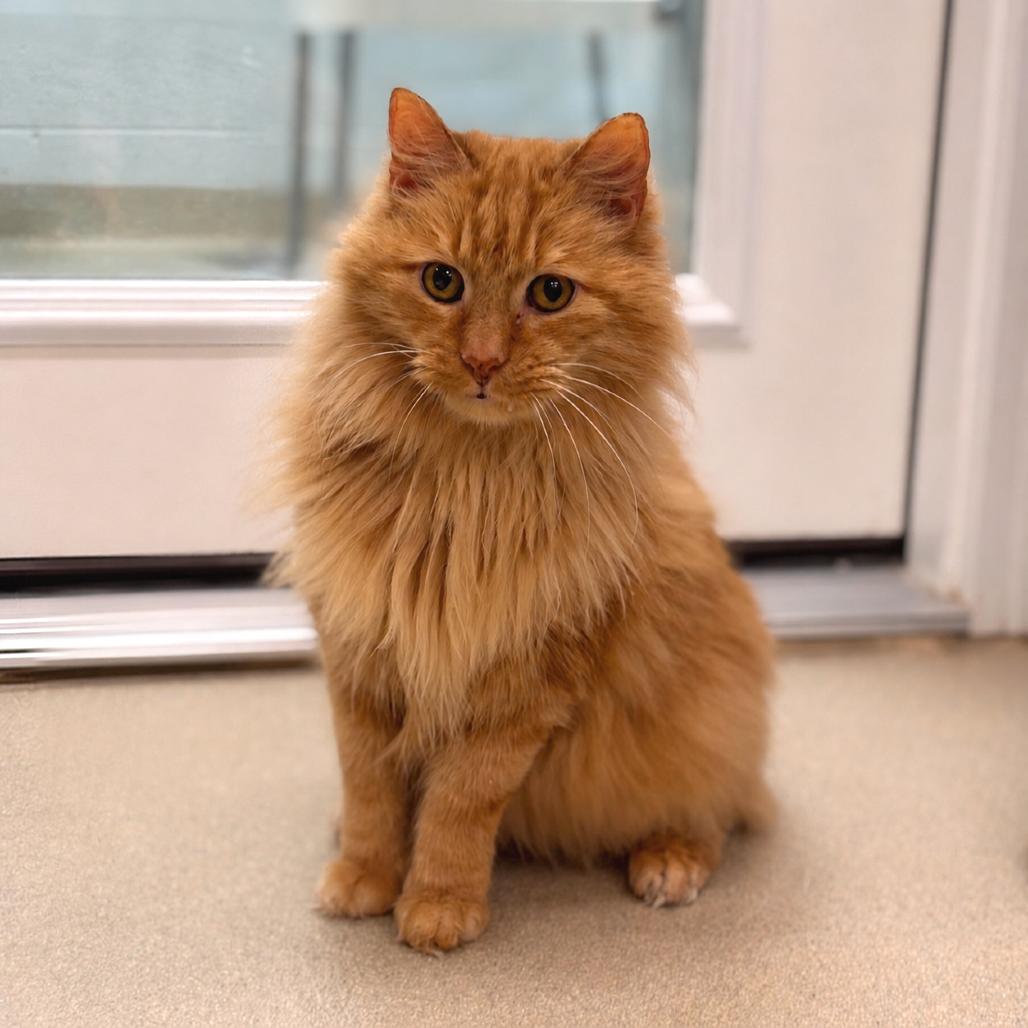Enlarge Mickey (Bonded to Roger), a Adoptable Domestic Long Hair in Marshall, VA image 3/6