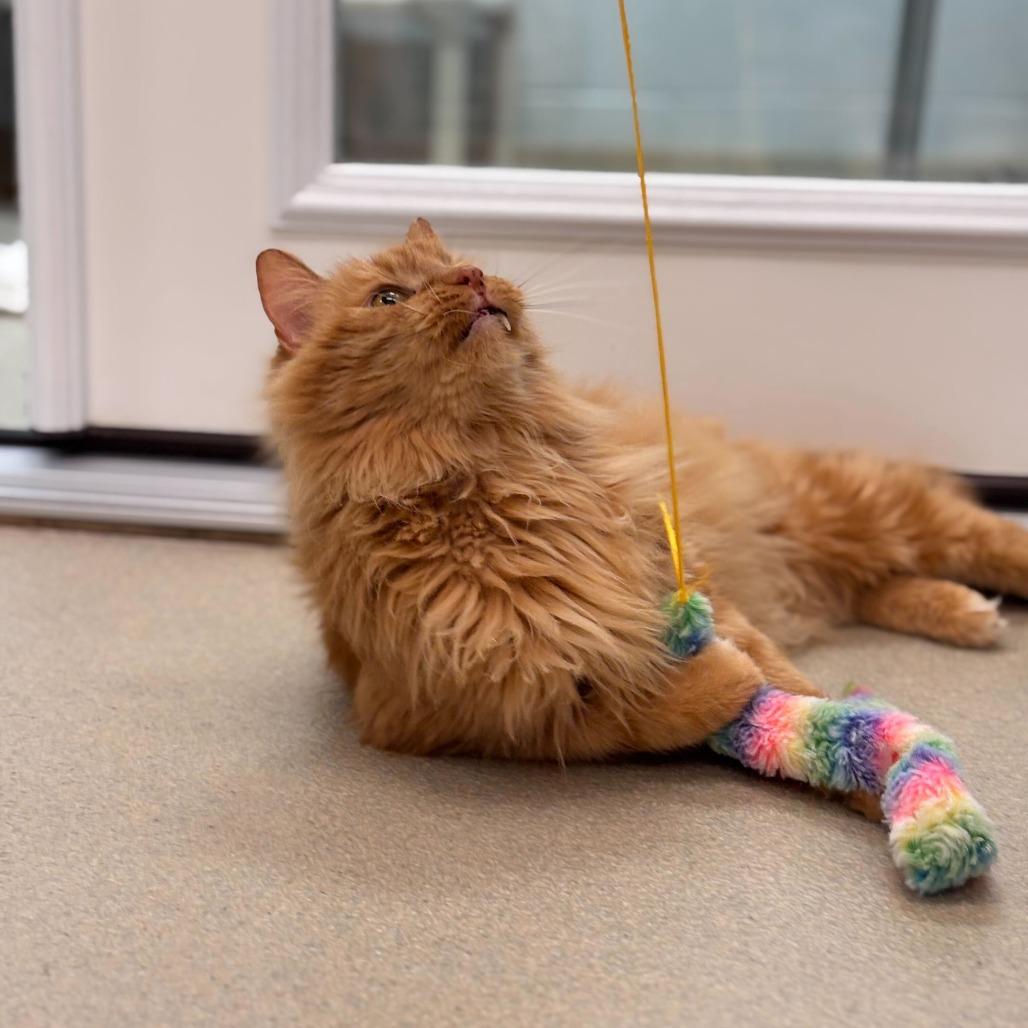 Enlarge Mickey (Bonded to Roger), a Adoptable Domestic Long Hair in Marshall, VA image 4/6