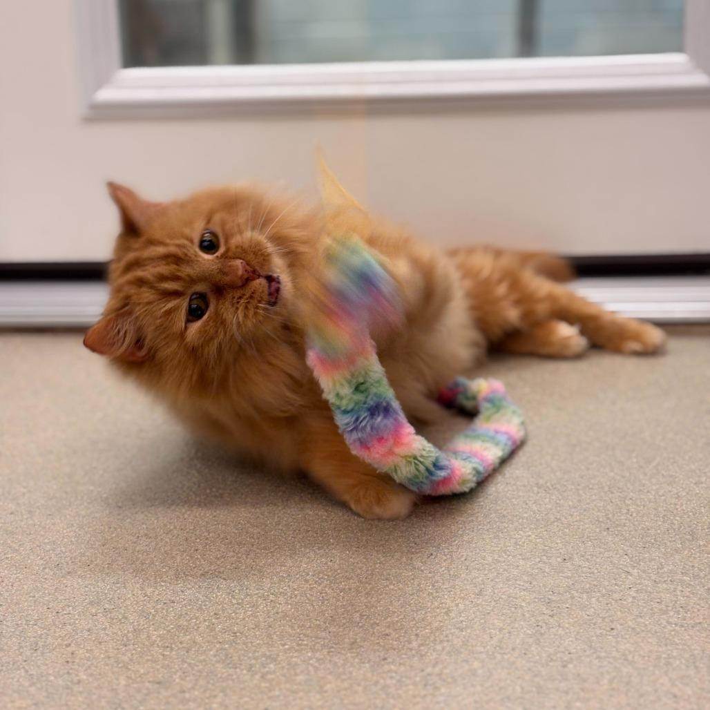 Enlarge Mickey (Bonded to Roger), a Adoptable Domestic Long Hair in Marshall, VA image 5/6