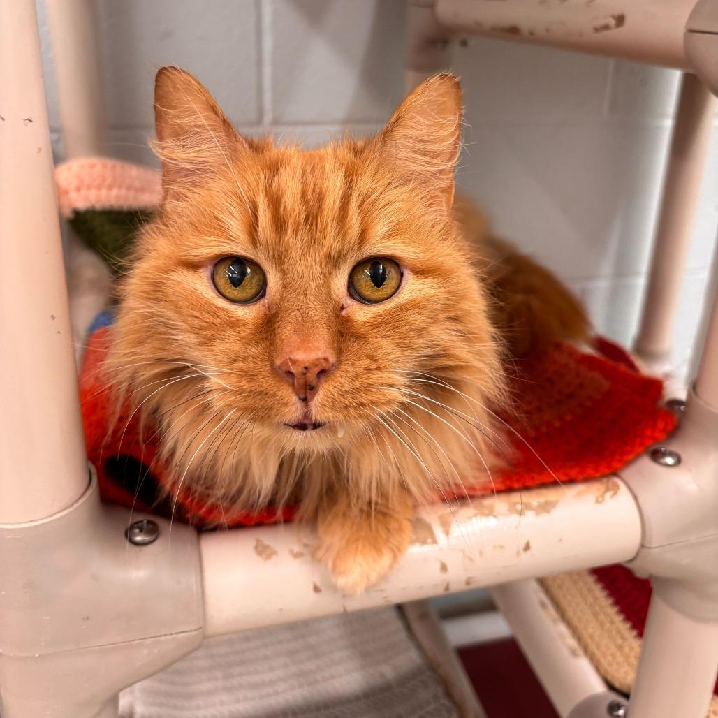 Enlarge Mickey (Bonded to Roger), a Adoptable Domestic Long Hair in Marshall, VA image 6/6