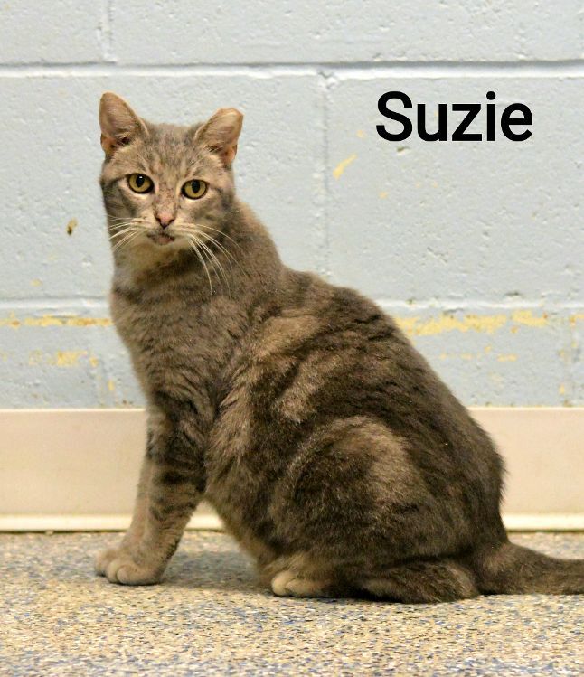 Suzie, Adoptable, Adult Female Dilute Calico.