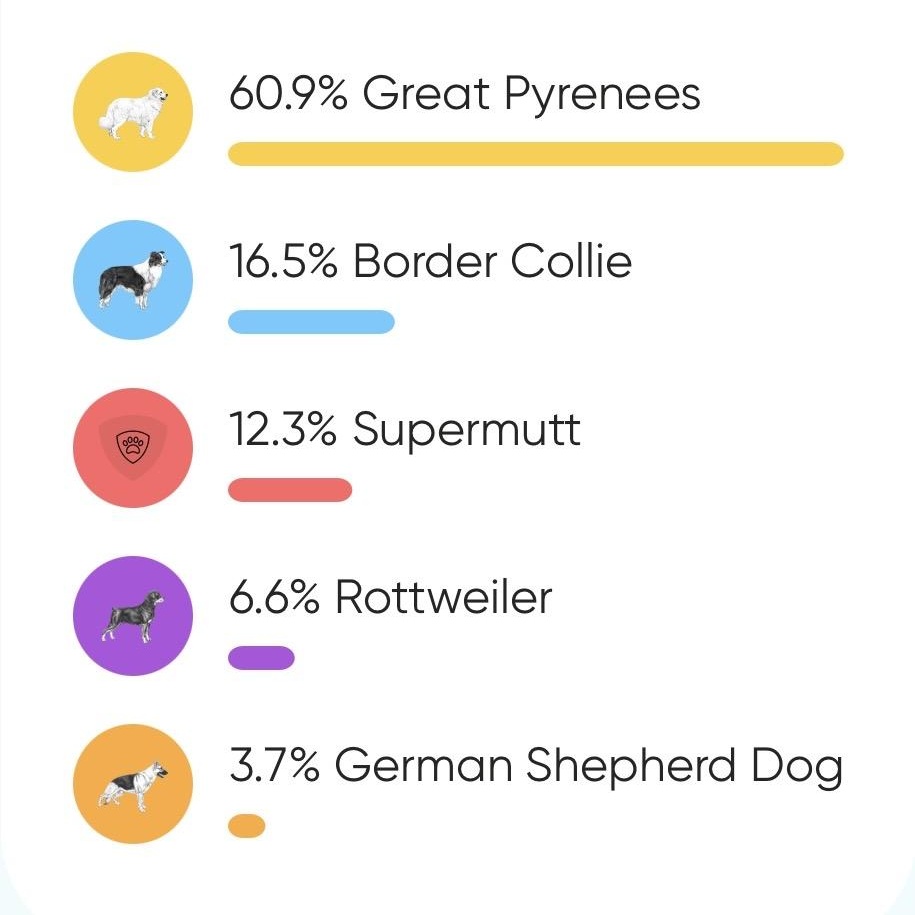ACKER, a Adoptable mixed breed in Weatherford, TX image 6/6