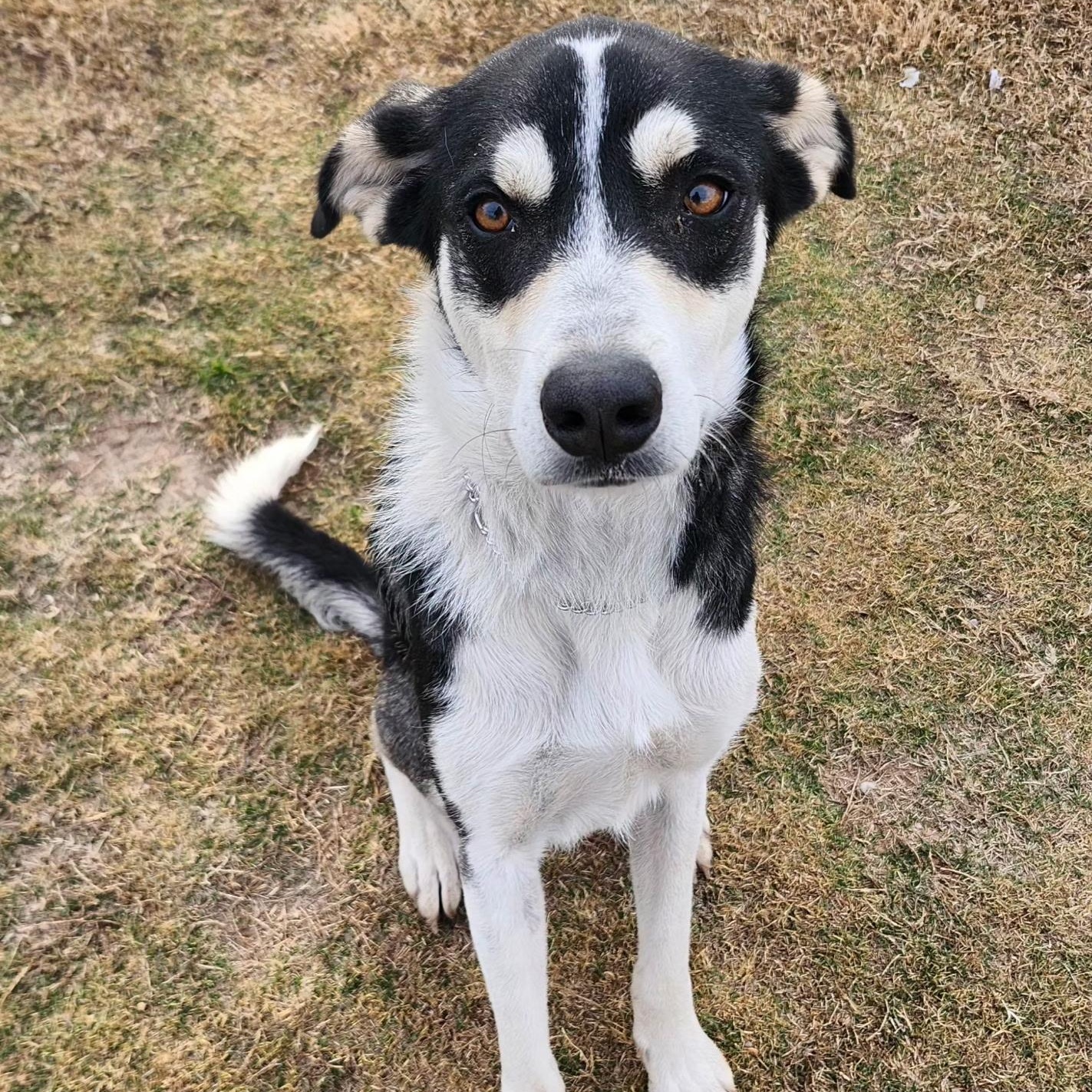 ACKER, a Adoptable mixed breed in Weatherford, TX image 3/6