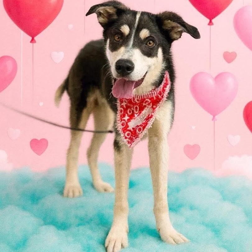 ACKER, a Adoptable mixed breed in Weatherford, TX image 1/6