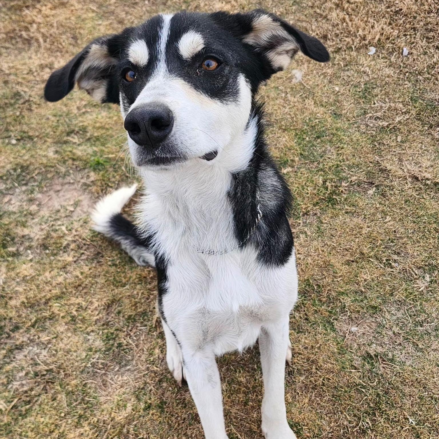 ACKER, a Adoptable mixed breed in Weatherford, TX image 2/6