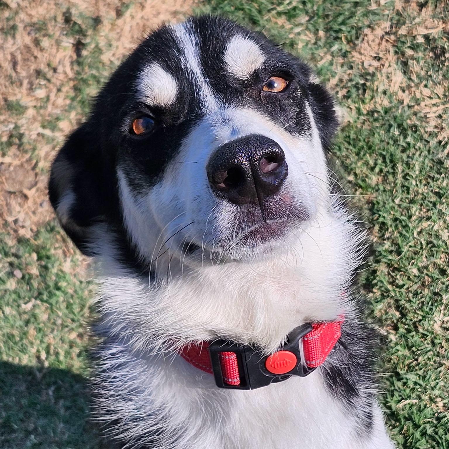 ACKER, a Adoptable mixed breed in Weatherford, TX image 4/6