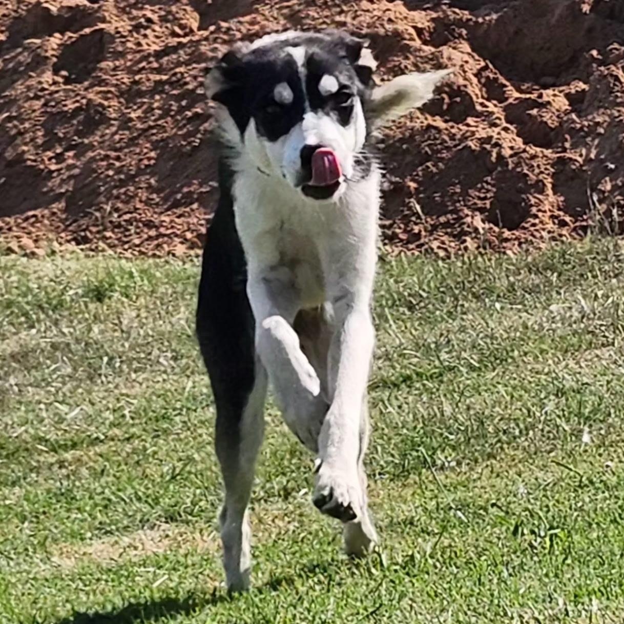 ACKER, a Adoptable mixed breed in Weatherford, TX image 5/6