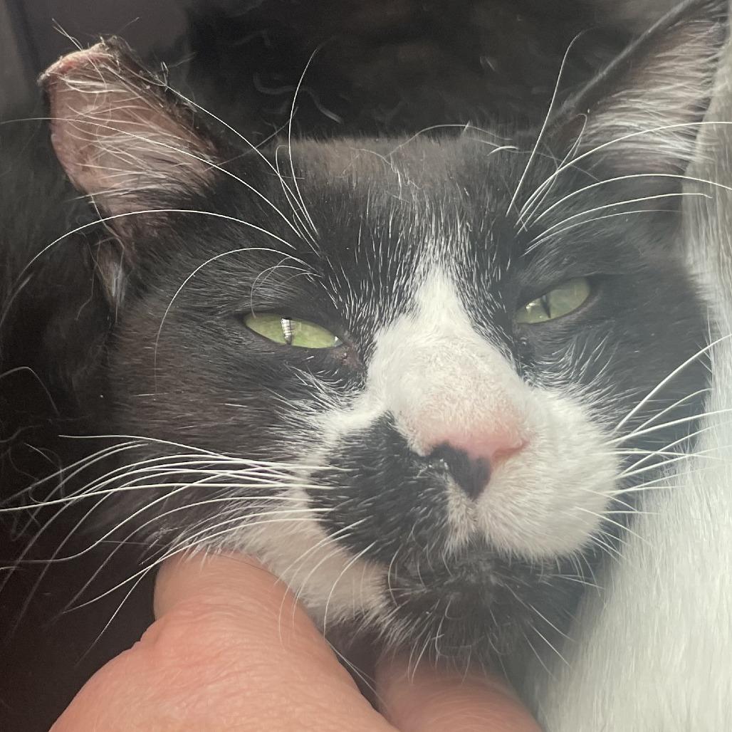 Gulliver, Adoptable, Young Male Domestic Short Hair.