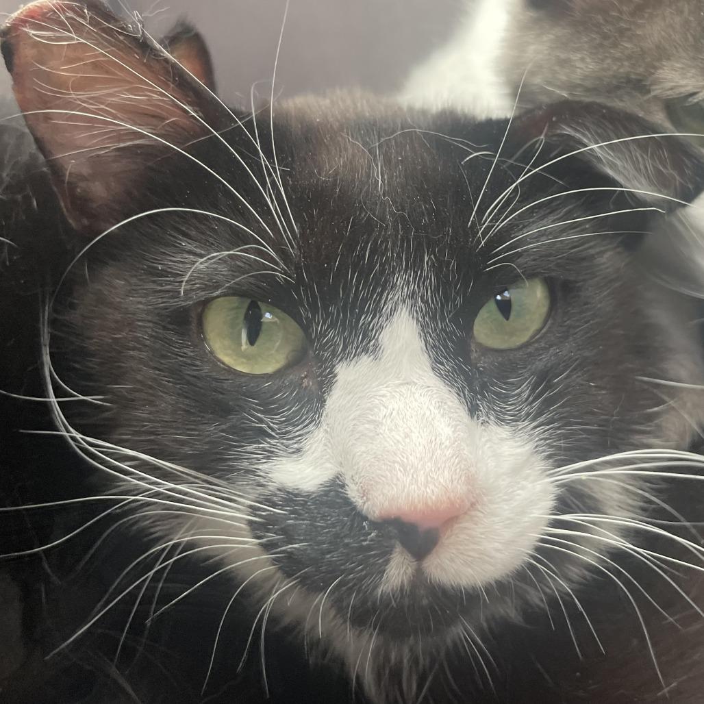 Enlarge Gulliver, a Adoptable Domestic Short Hair in Buffalo, WY image 2/3