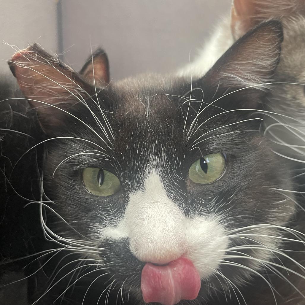 Enlarge Gulliver, a Adoptable Domestic Short Hair in Buffalo, WY image 3/3