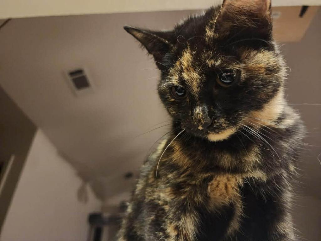 Enlarge Myni, a Adoptable mixed breed in Bryan, TX image 1/5