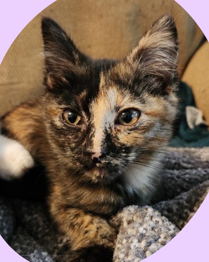 Enlarge Myni, a Adoptable mixed breed in Bryan, TX image 2/5