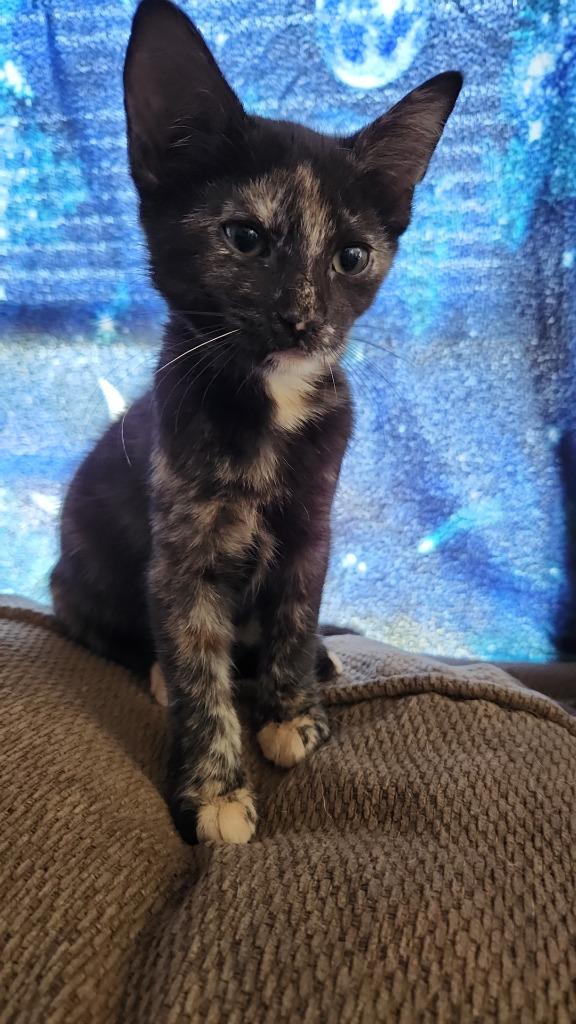 Myni, Adoptable, Adult Female Domestic Short Hair.