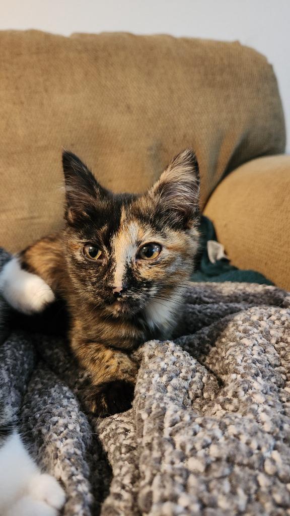 Enlarge Myni, a Adoptable mixed breed in Bryan, TX image 4/5