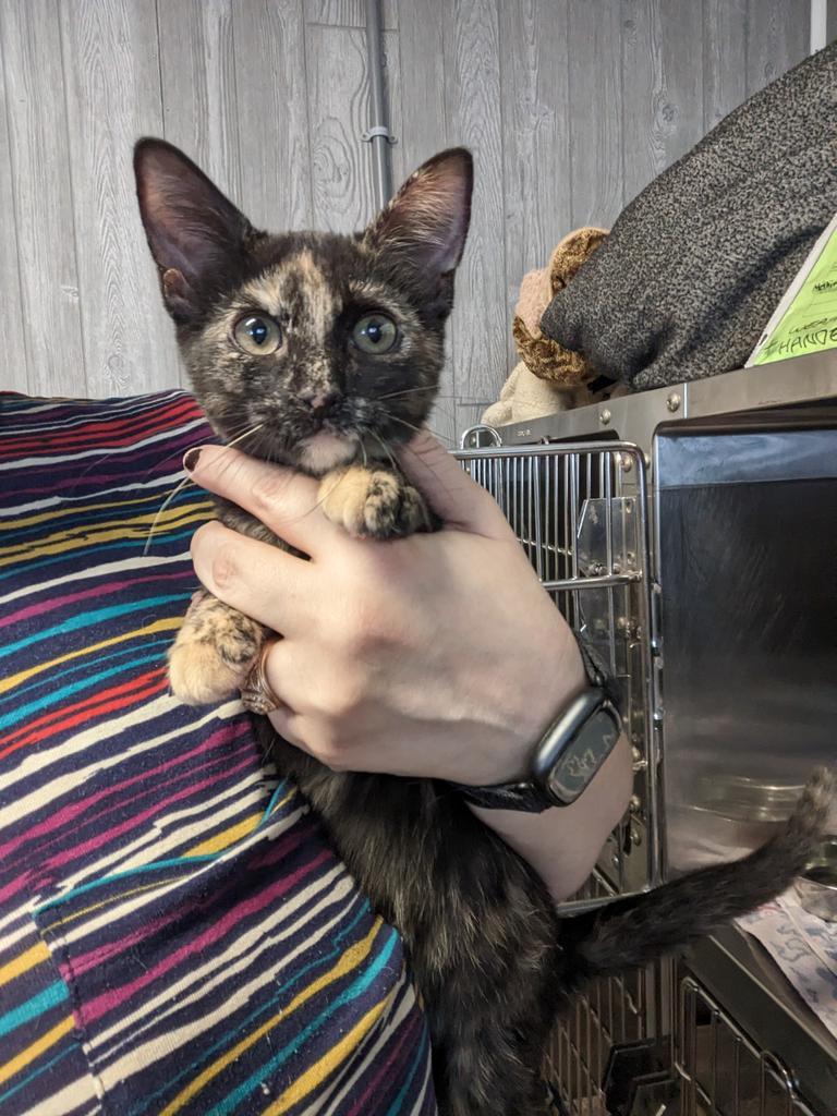 Enlarge Myni, a Adoptable mixed breed in College Station, TX image 3/5