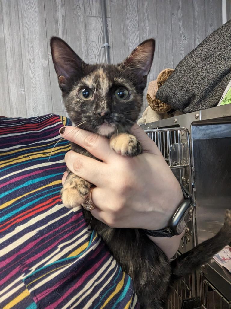 Enlarge Myni, a Adoptable mixed breed in College Station, TX image 4/5