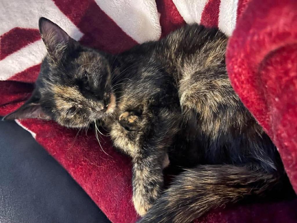 Enlarge Myni, a Adoptable mixed breed in Bryan, TX image 5/5