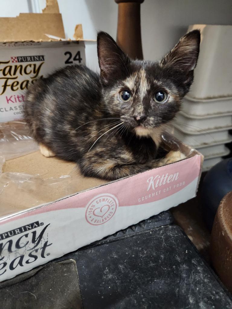 Enlarge Myni, a Adoptable mixed breed in College Station, TX image 5/5