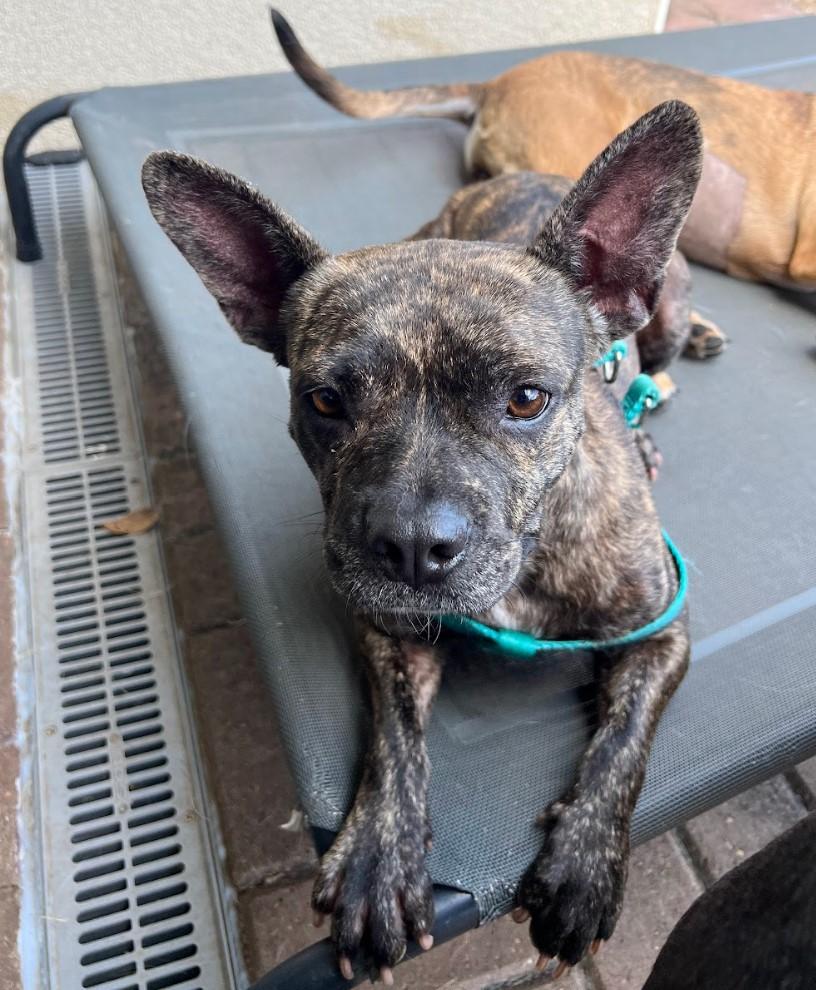 Lilo, Adopted, Adult Female Boston Terrier & French Bulldog.