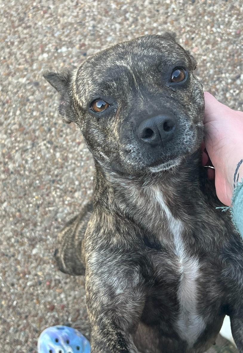 Enlarge Lilo, a Adopted mixed breed in Jerome, ID image 3/6