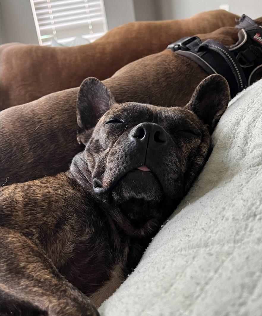 Lilo, an adoptable Boston Terrier, French Bulldog in Jerome, ID, 83338 | Photo Image 3