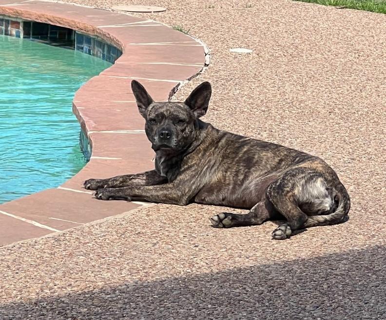 Enlarge Lilo, a Adopted mixed breed in Jerome, ID image 5/6