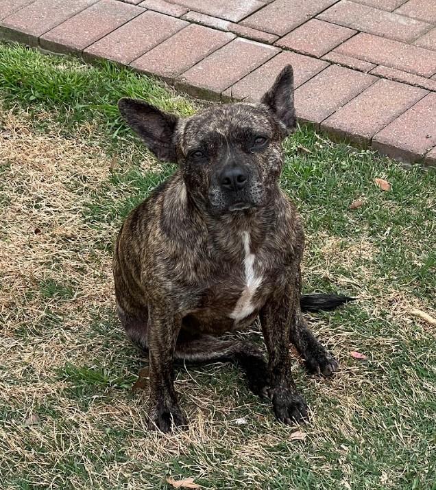 Enlarge Lilo, a Adopted mixed breed in Jerome, ID image 6/6