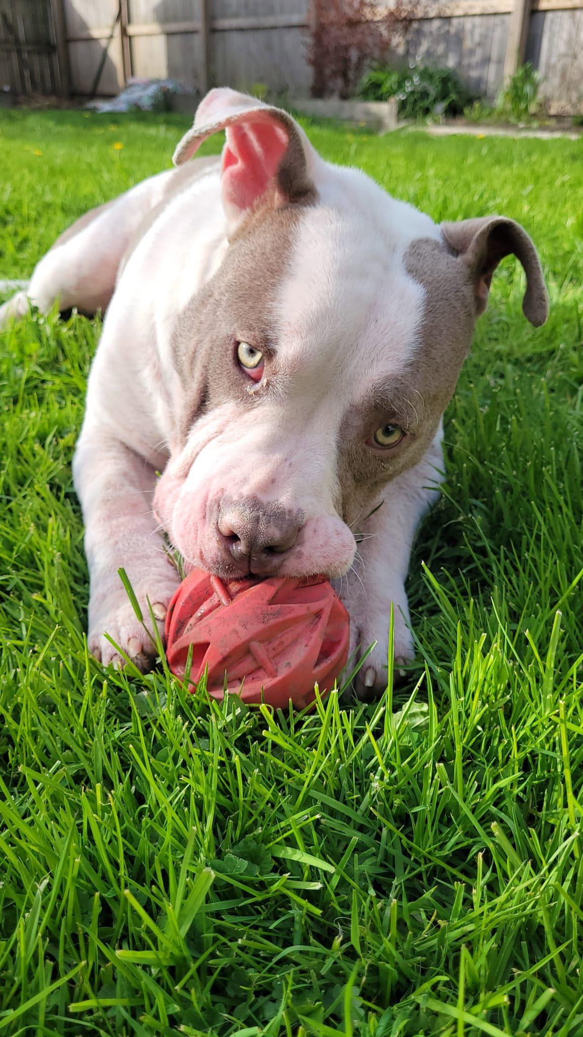 Yoshi, a ADOPTABLE mixed breed in Derby, NY image 2/6