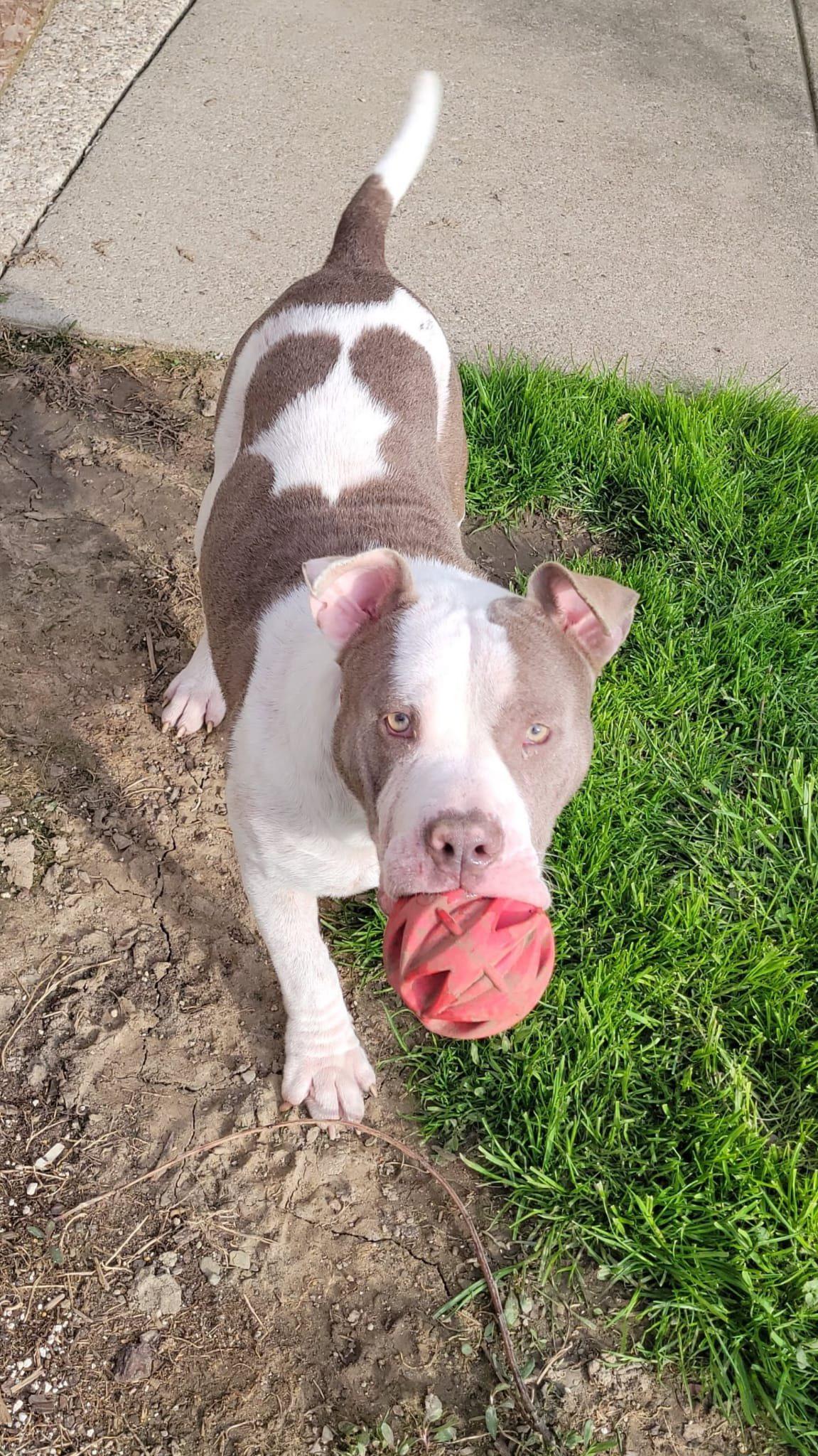 Yoshi, a ADOPTABLE mixed breed in Derby, NY image 6/6