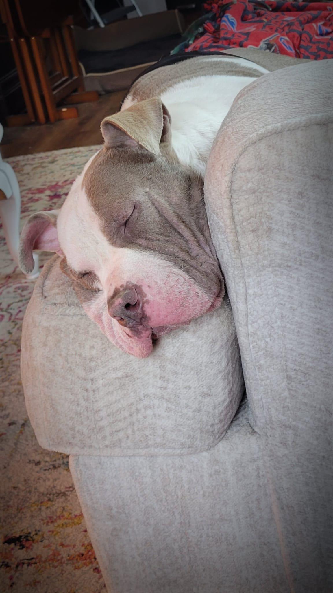 Yoshi, a ADOPTABLE mixed breed in Derby, NY image 4/6