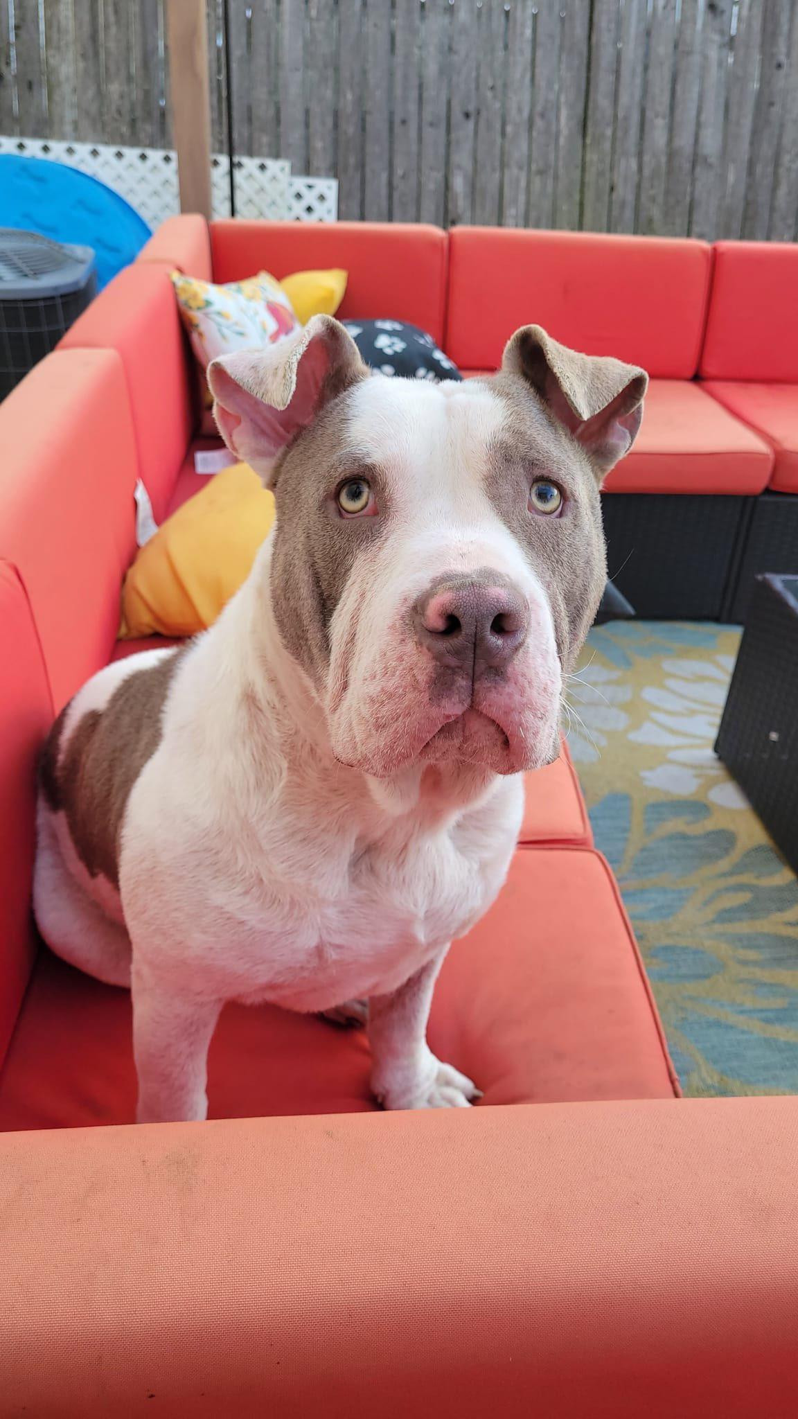 Yoshi, ADOPTABLE, Adult Male American Bully.