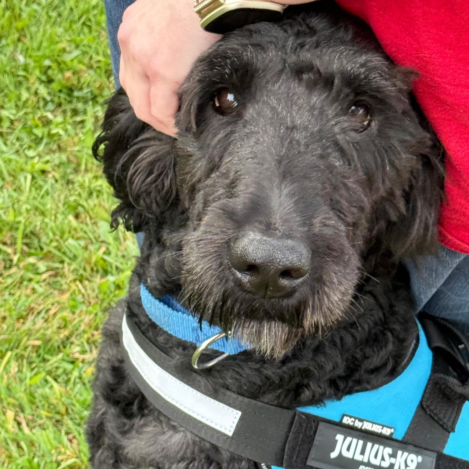 Frankie: Foster-to-adopt available, an adoptable Labradoodle in Rochester, NY, 14609 | Photo Image 1