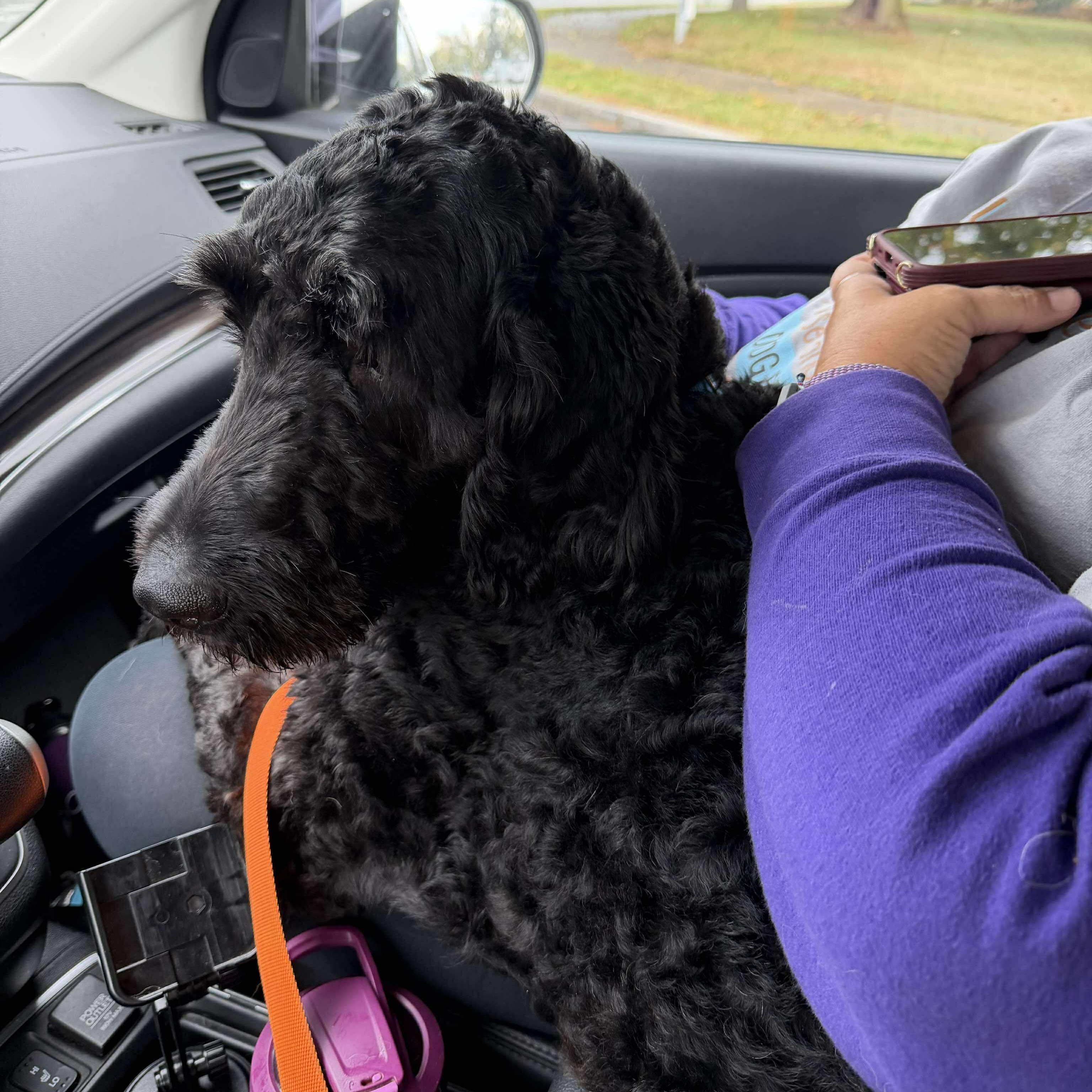 Frankie: Foster-to-adopt available, an adoptable Labradoodle in Rochester, NY, 14609 | Photo Image 4