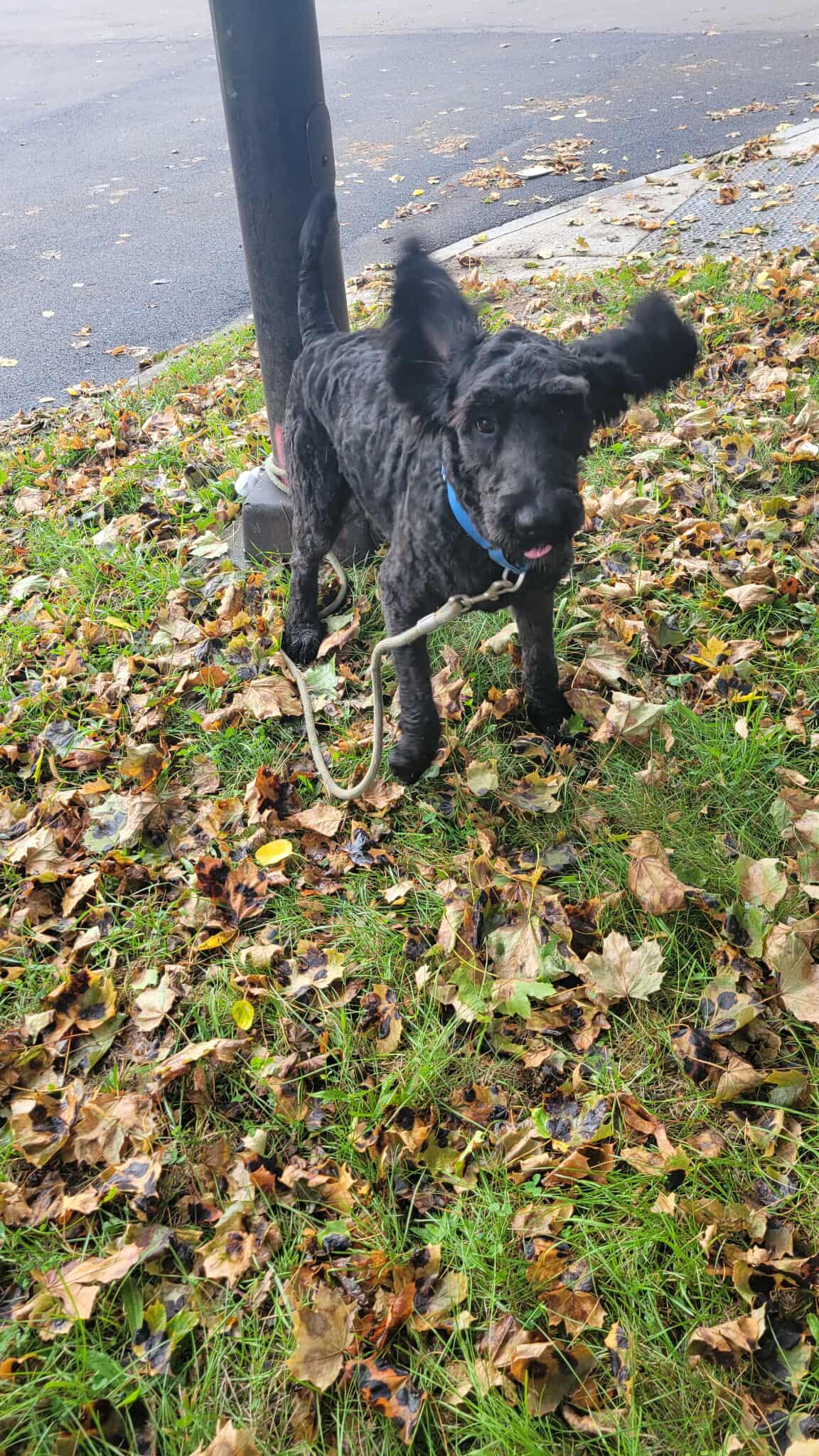 Frankie: Foster-to-adopt available, an adoptable Labradoodle in Rochester, NY, 14609 | Photo Image 3