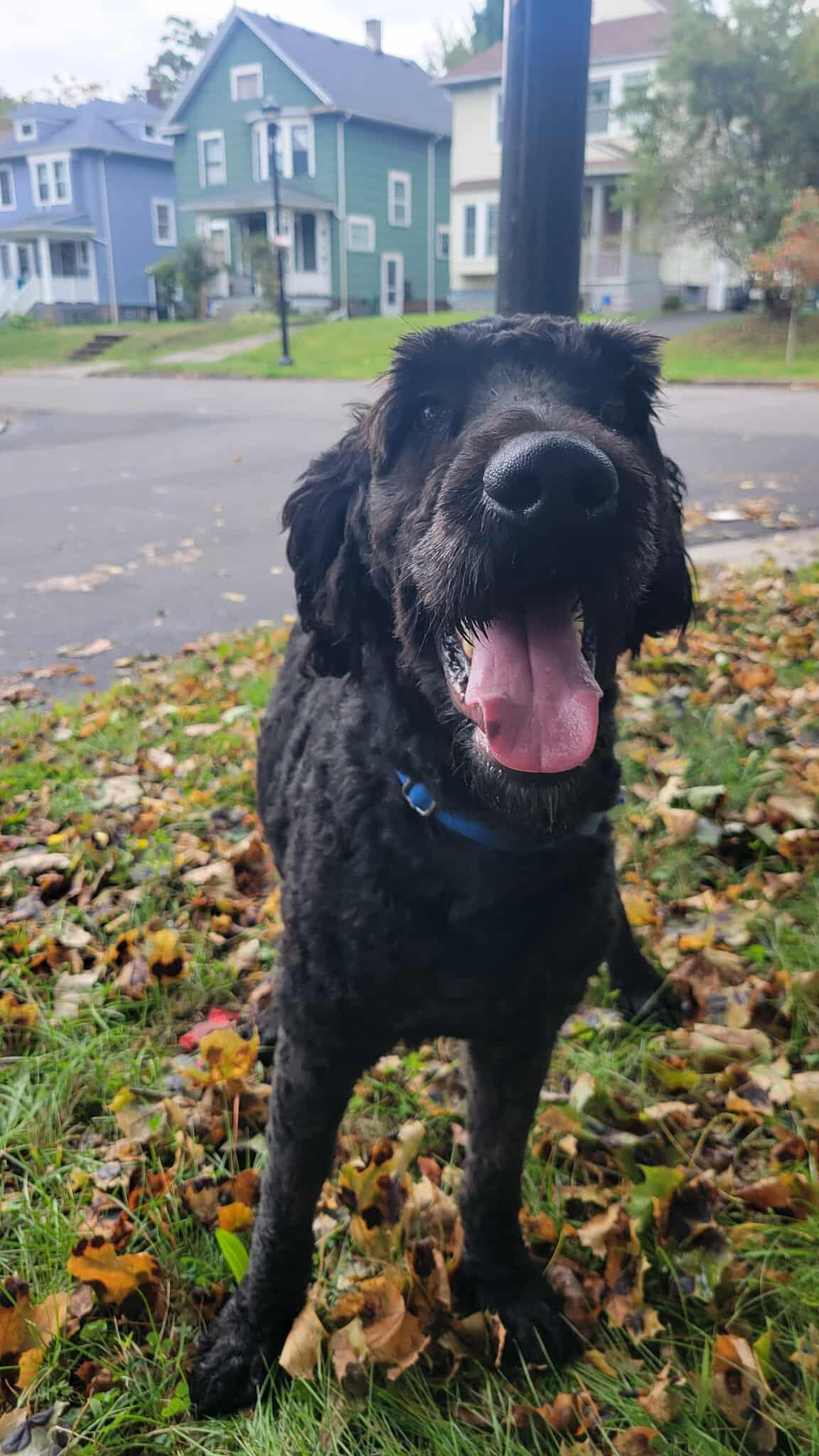 Frankie: Foster-to-adopt available, an adoptable Labradoodle in Rochester, NY, 14609 | Photo Image 2