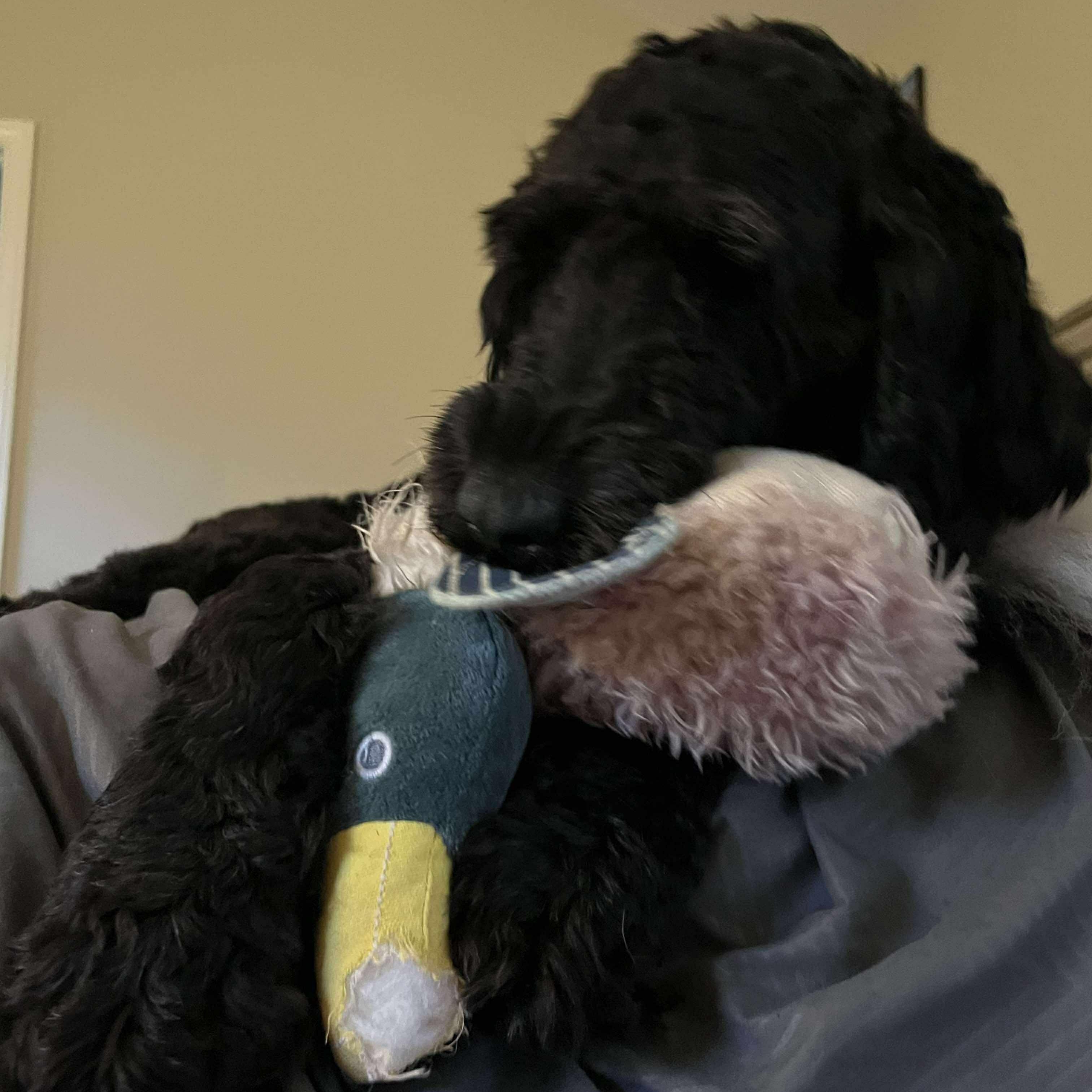 Frankie: Foster-to-adopt available, an adoptable Labradoodle in Rochester, NY, 14609 | Photo Image 6