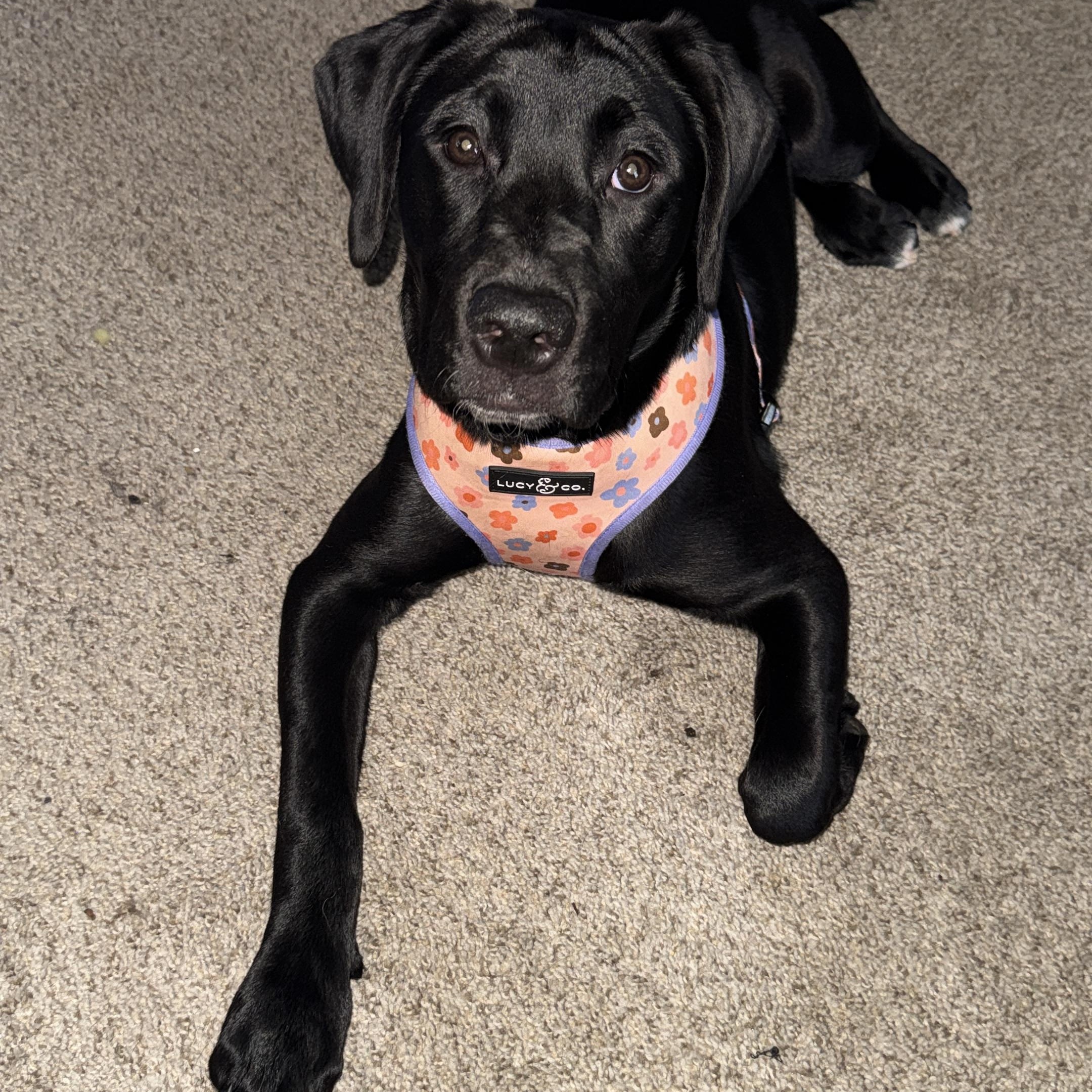 Ariel, Adoptable, Puppy Female Labrador Retriever.