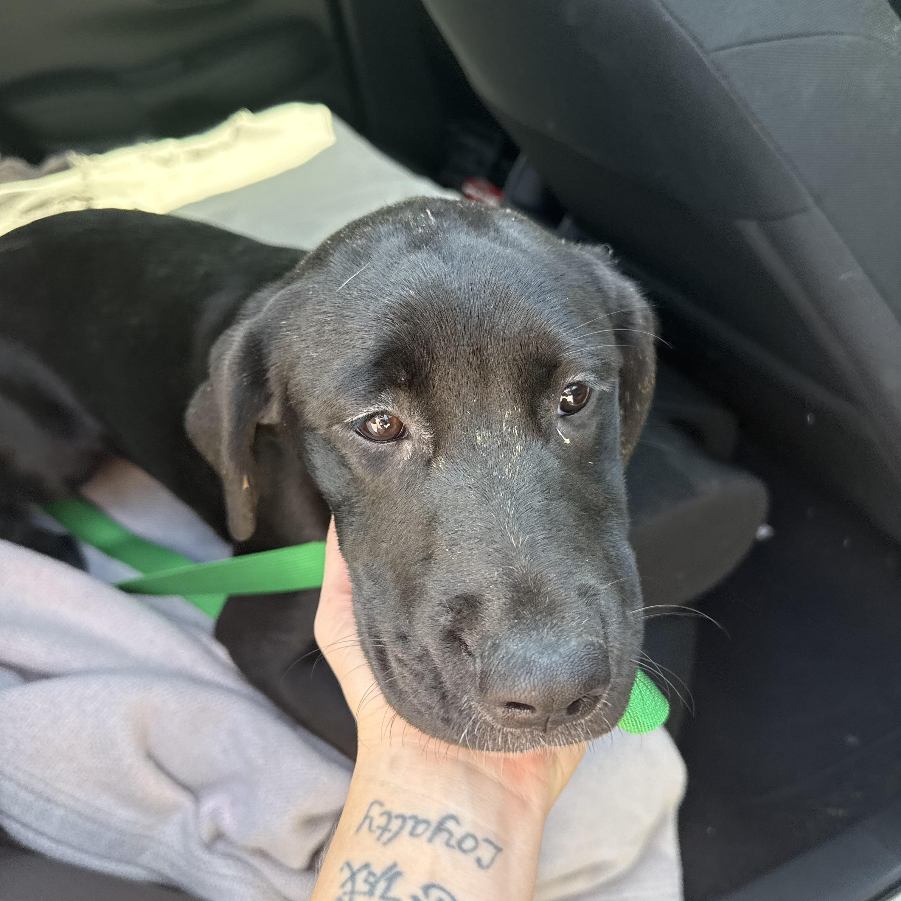 Enlarge Ariel, a Adoptable mixed breed in atlanta, GA image 3/3