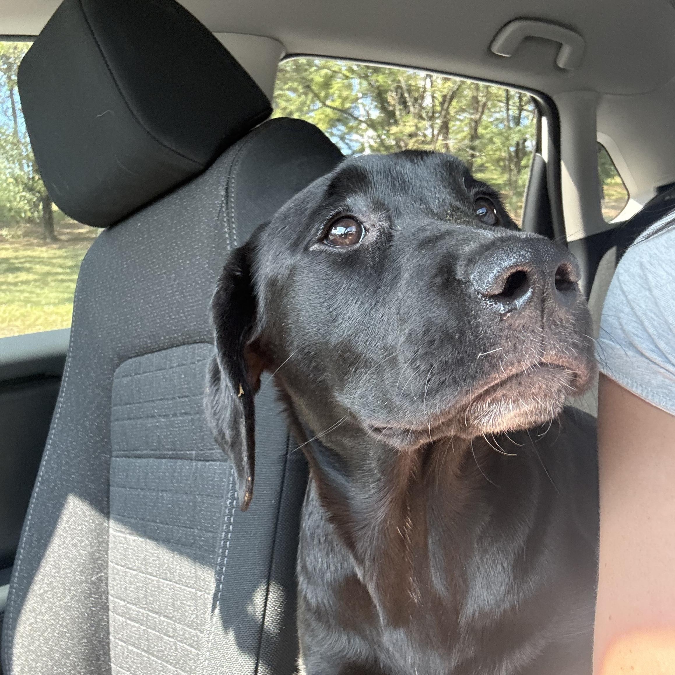Ariel, Adoptable, Puppy Female Labrador Retriever.