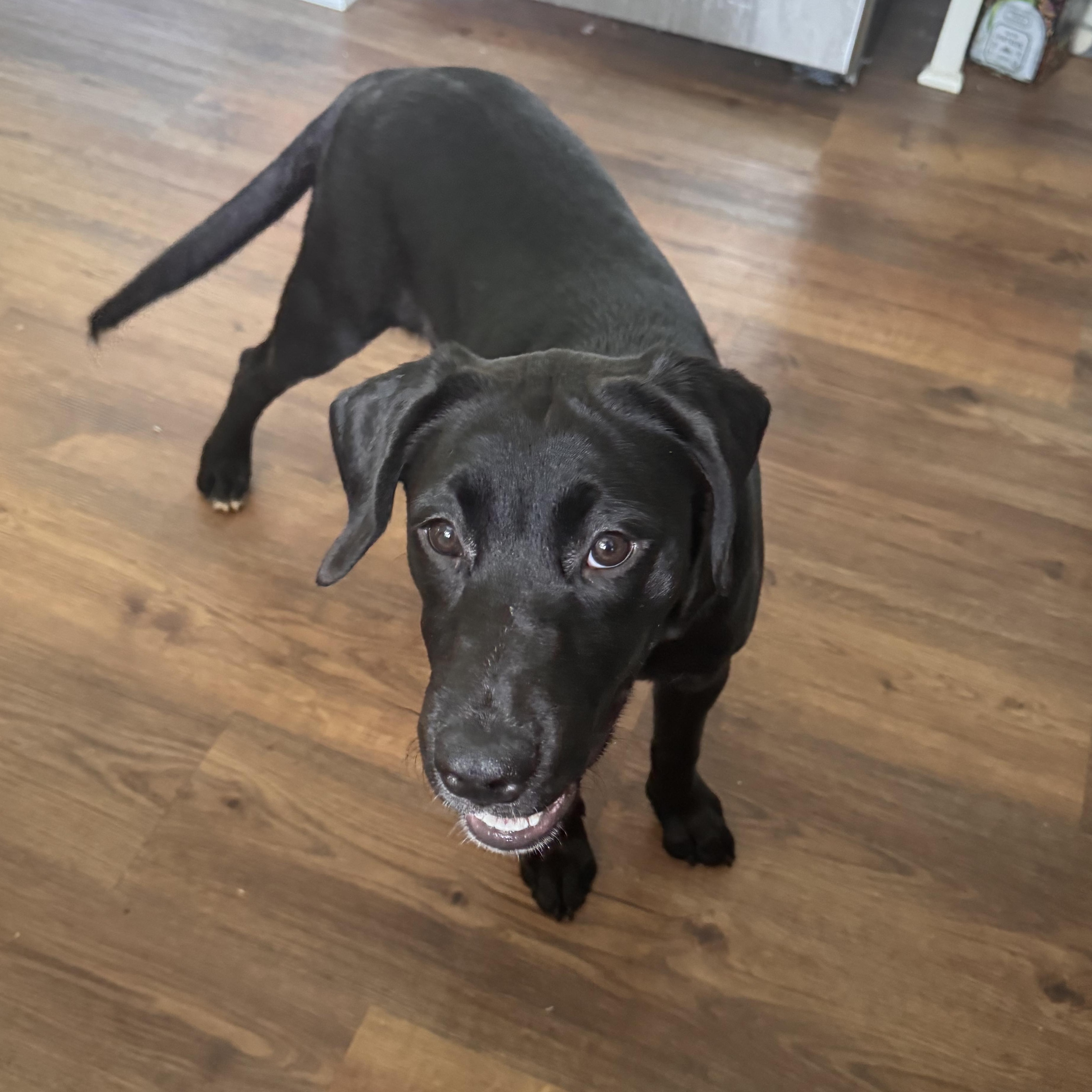 Enlarge Ariel, a Adoptable mixed breed in atlanta, GA image 2/3